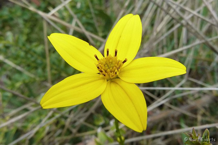 eDSC_0378f.jpg - yellow flower